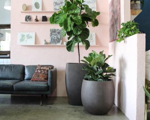 home decoration with plants